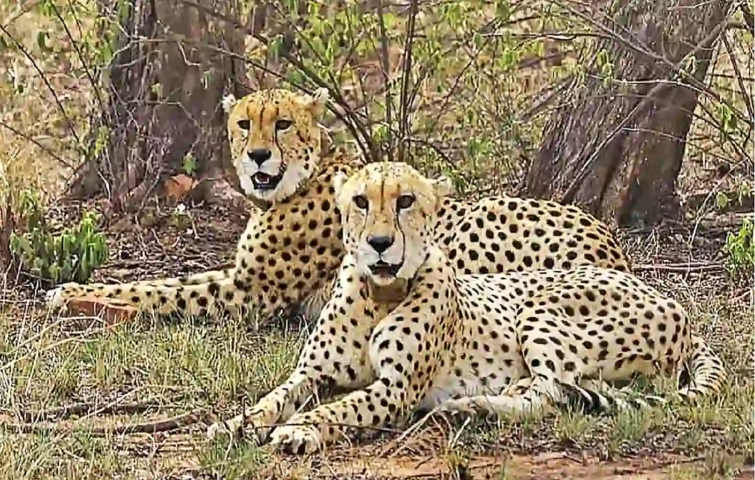 Cheetahs safe, Madhya Pradesh