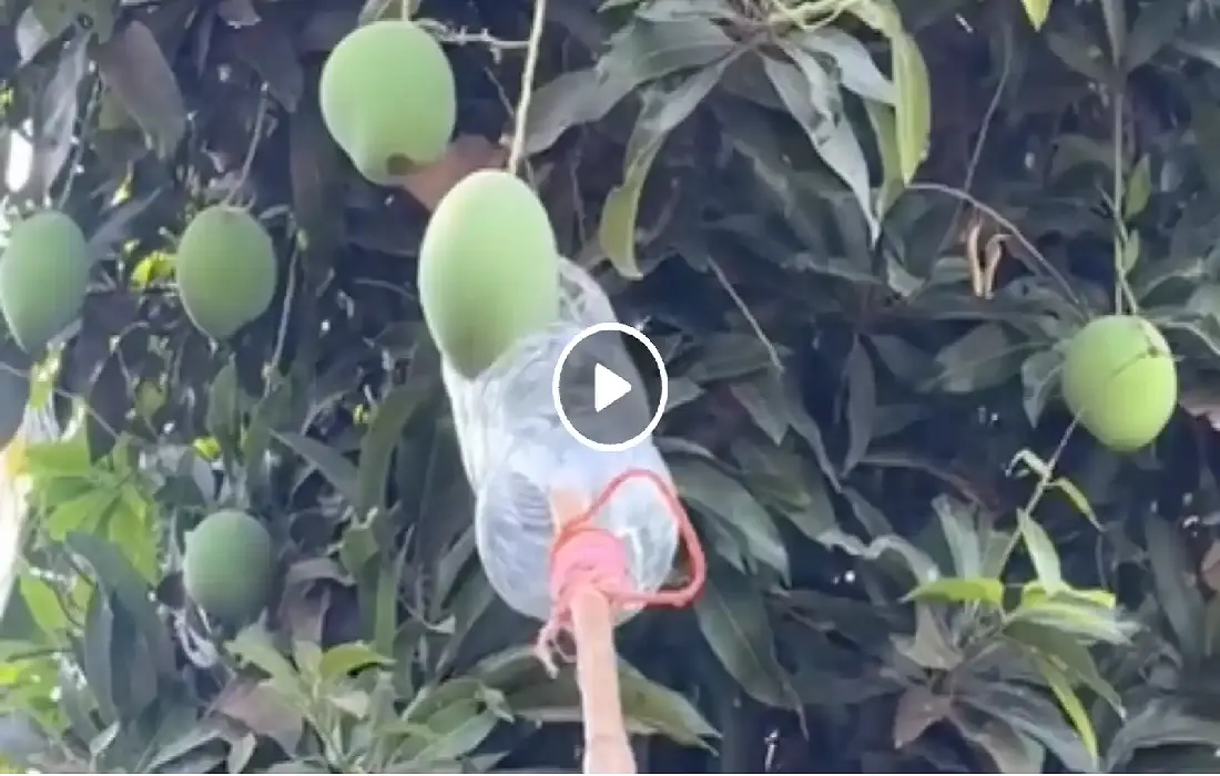 Dalit Caste Discrimination, Gaya news