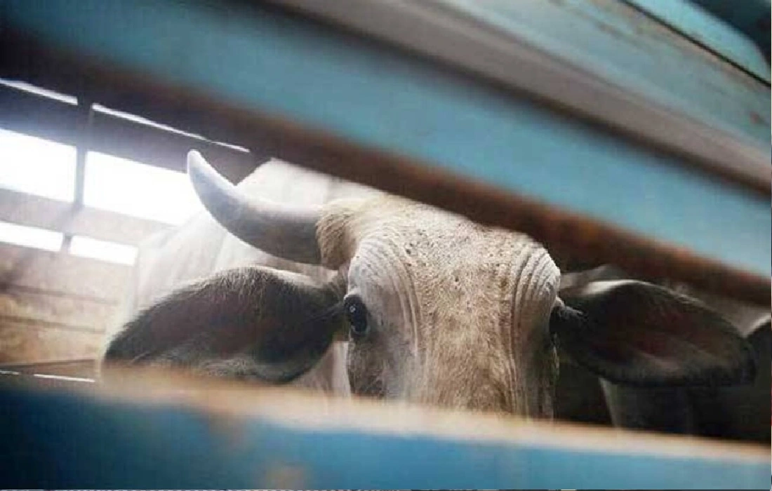 Brutally beaten dalit old men